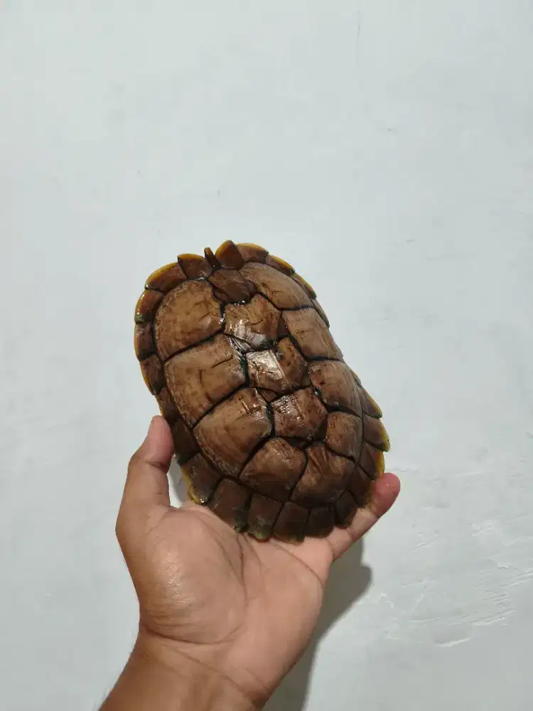 RES CARAMEL 18 CM MULUS JOSS