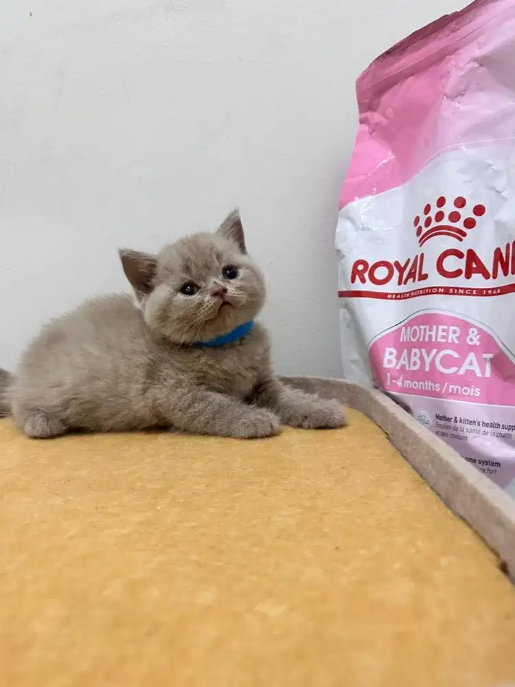 Kucing British Shorthair lilac