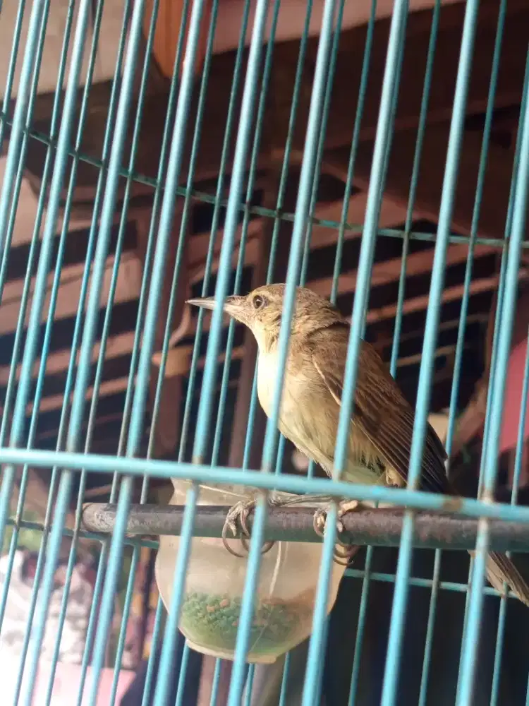 Burung kerak basi burja