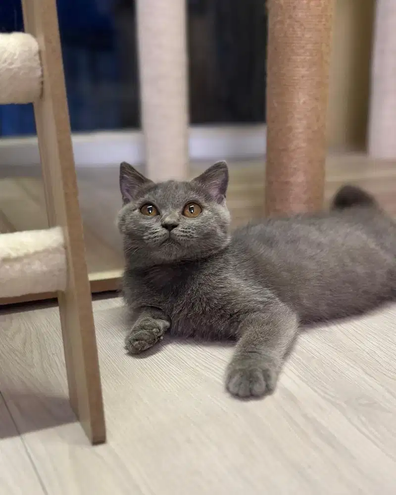 Kucing British Shorthair Bsh Blue