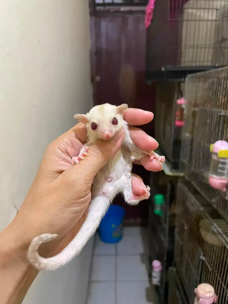 Sugar glider creamino joey