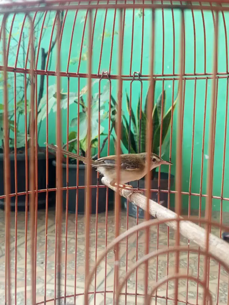 Burung ciblek sawah muda burja