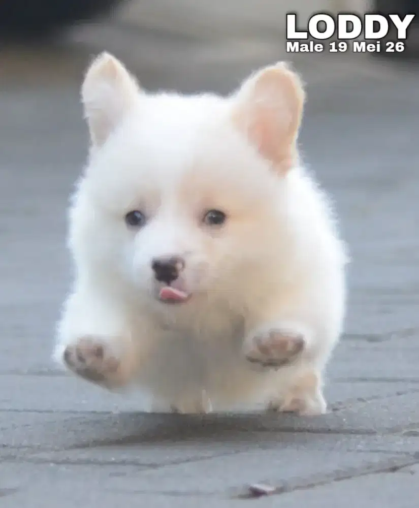 Pembroke welsh corgi fawn jantan •LODDY•