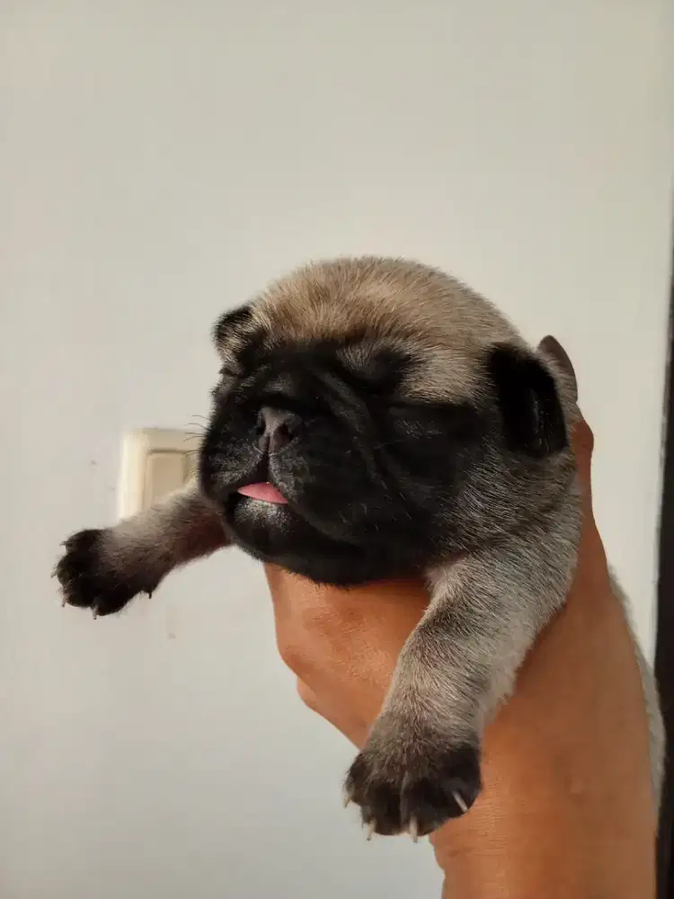 anakan pug jantan sisa 2