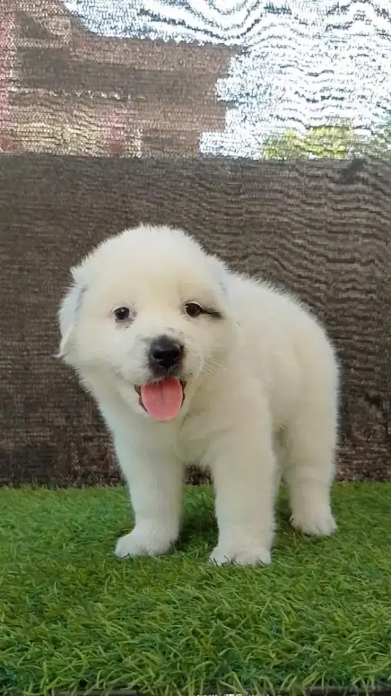 Golden mix samoyed jntan