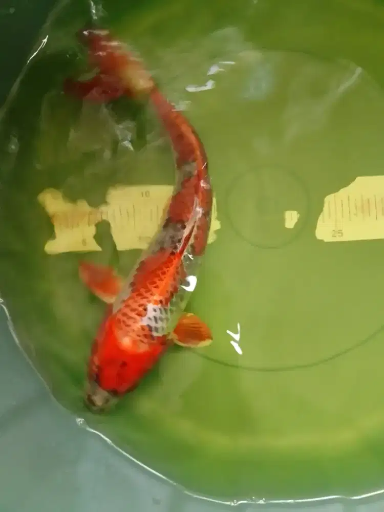 Ikan koi jenis Kujaku Beni Ginga 33cm warna strong