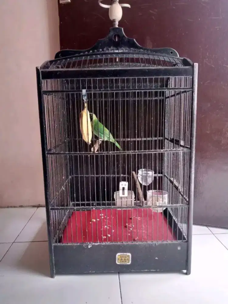 jinak body besar mulus jual fs
