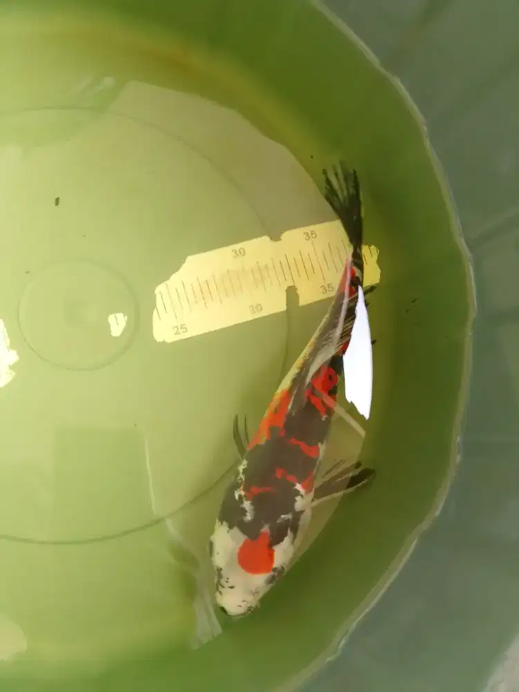 Ikan koi jenis Showa Doitsu 28cm semi short body