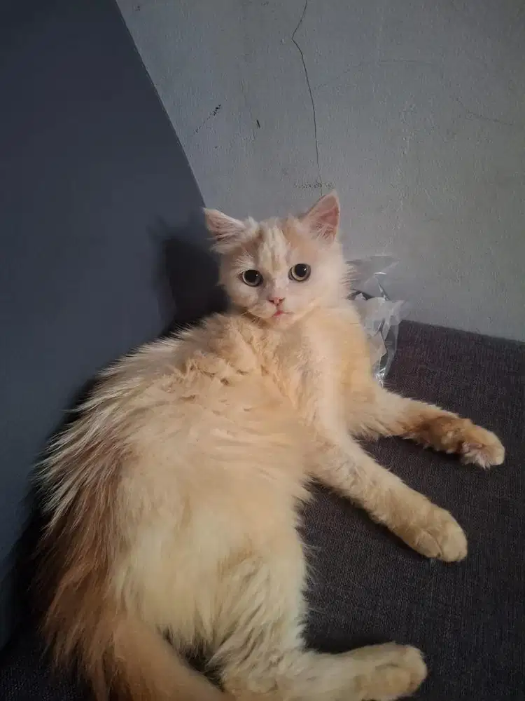 Persia flatnose