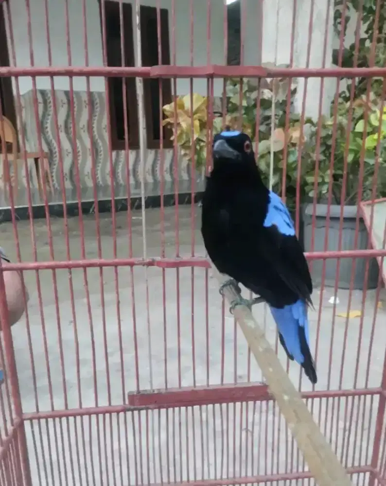 cucak biru rawatan lama fullset