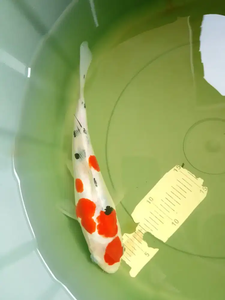 Ikan koi jenis Sanke Doitsu 26cm semi short body
