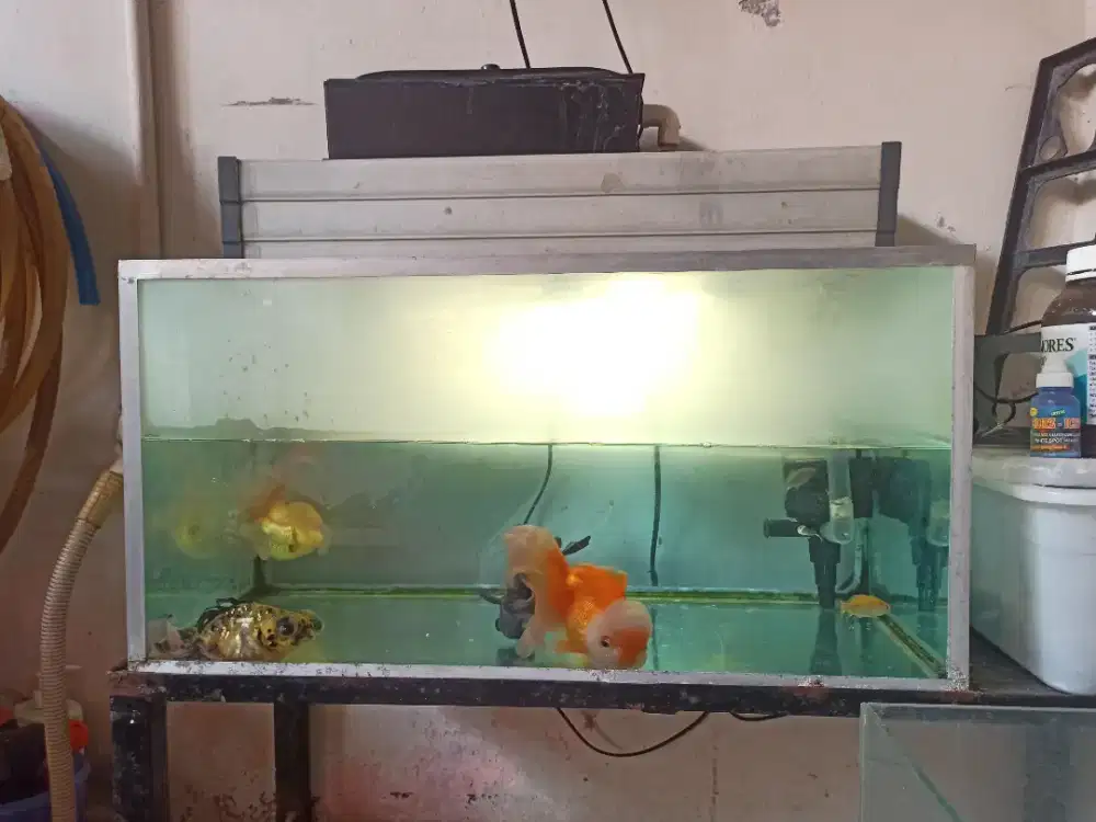 Aquarium 60x30x30 murah