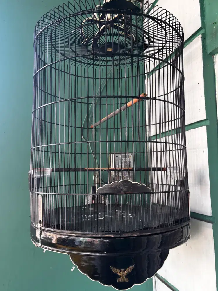 Sangkar murai no.1