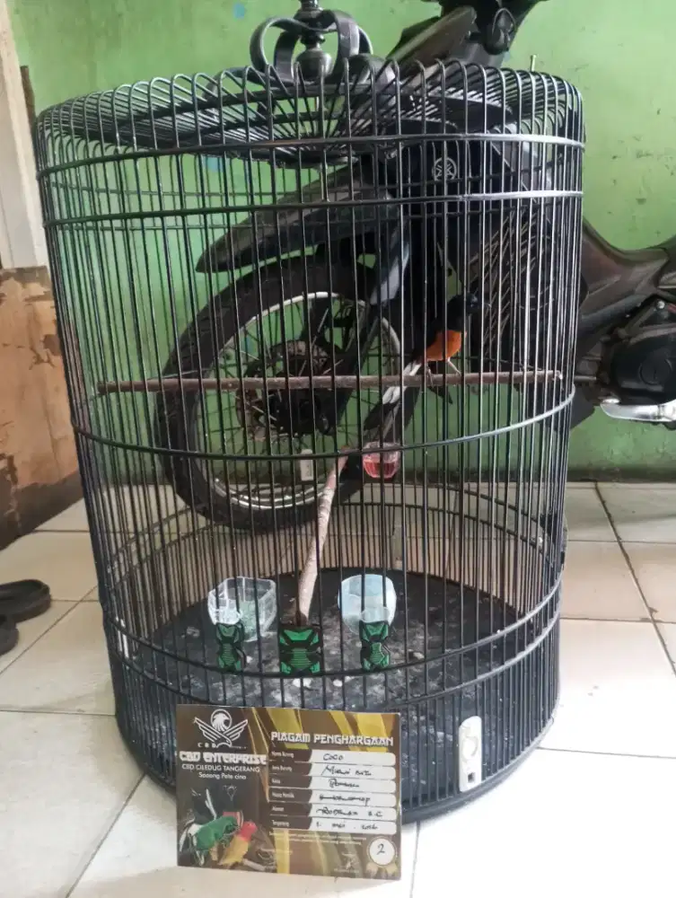 Murai batu gacor fullset