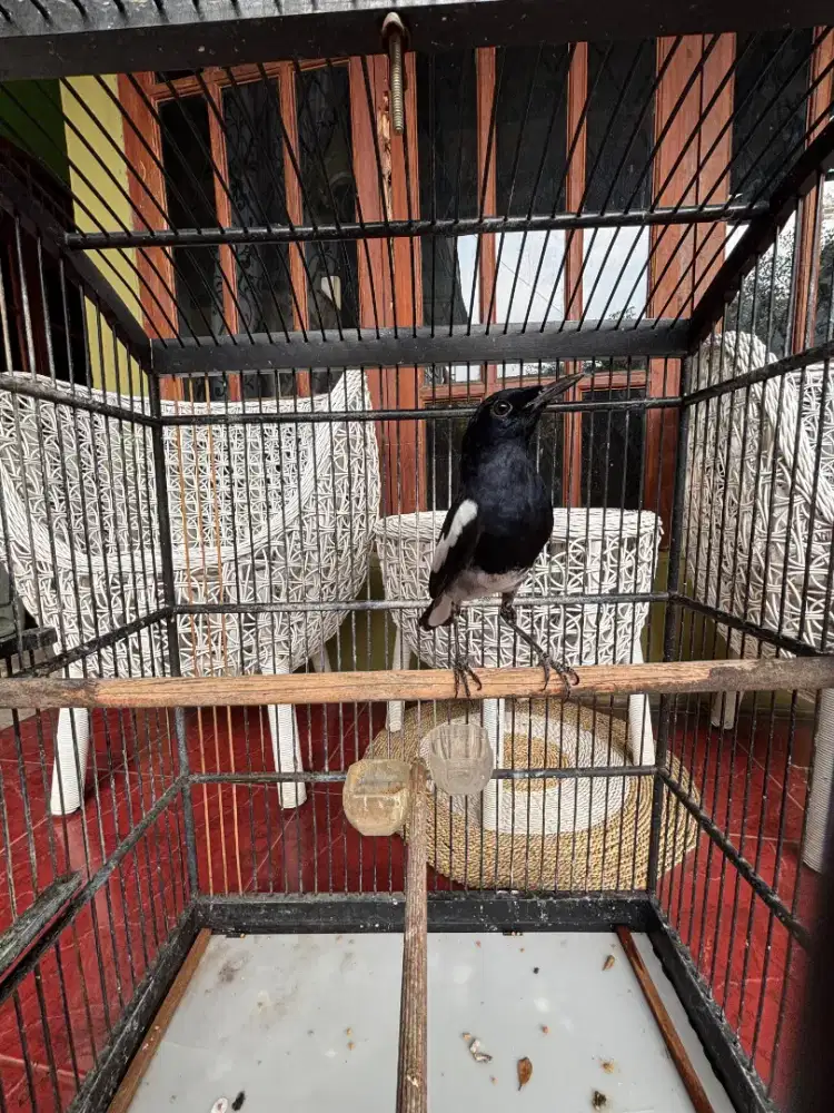 Kacer Dada Putih Jantan Bunyi Rajin