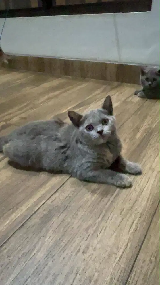 Kucing Bsh British