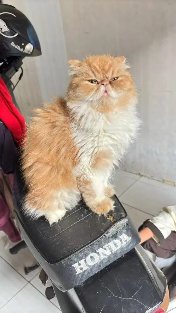 Kucing persia peaknose
