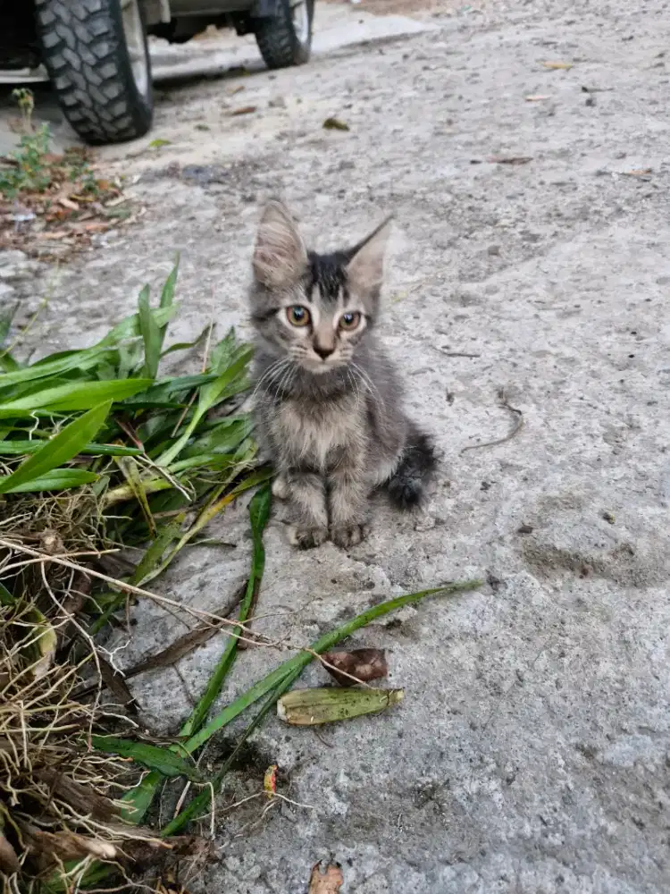 Kitten Persia MixDom, barter sama makanan merk maxi 1 kg.