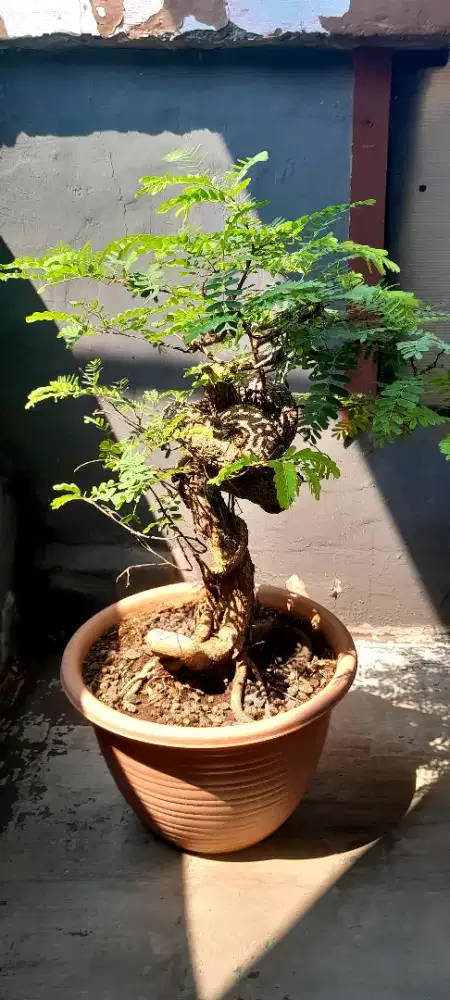 Jual bonsai asem jawa