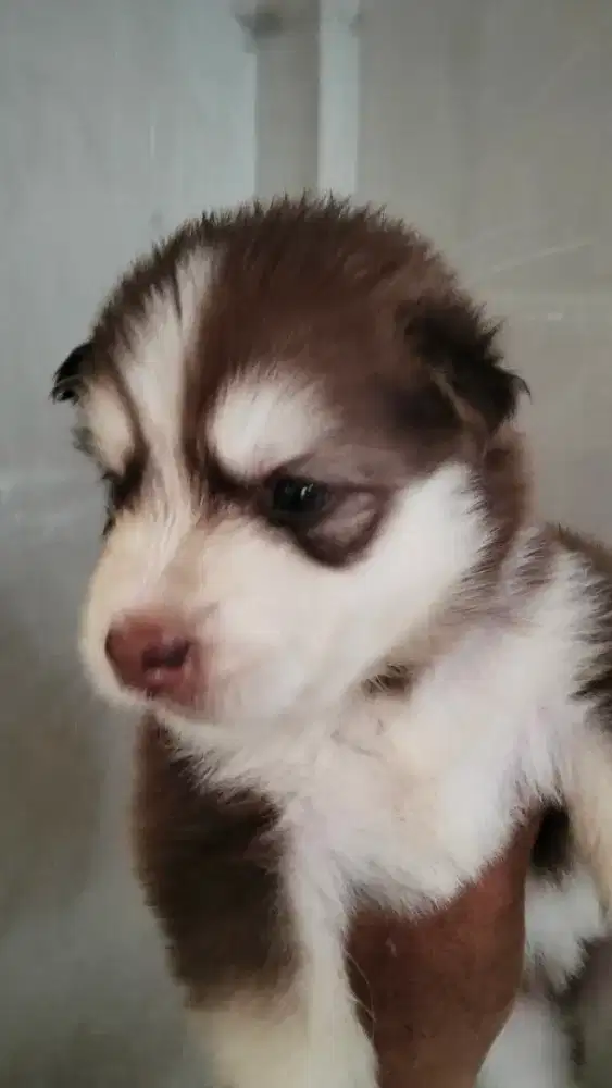 Jual Siberian Husky usia 3 Minggu lebih