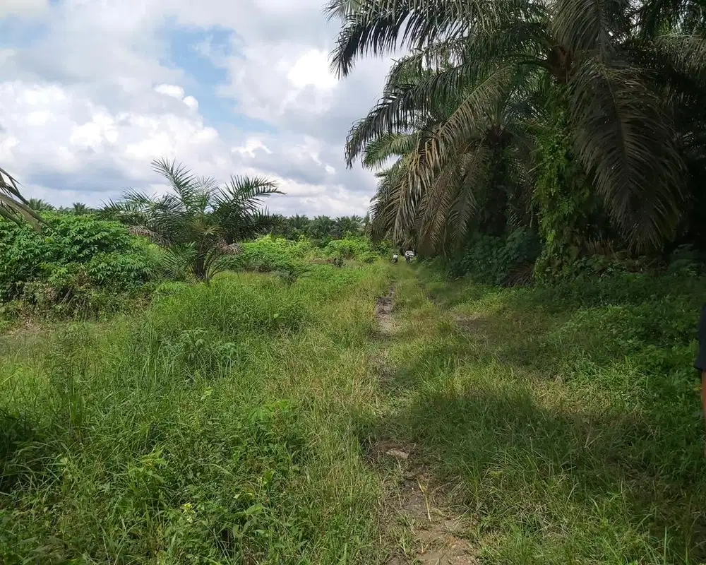 DIJUAL TANAH 10 HA, DEKAT PESANTREN TEKNOLOGI RIAU, SIAK HULU - KAMPAR