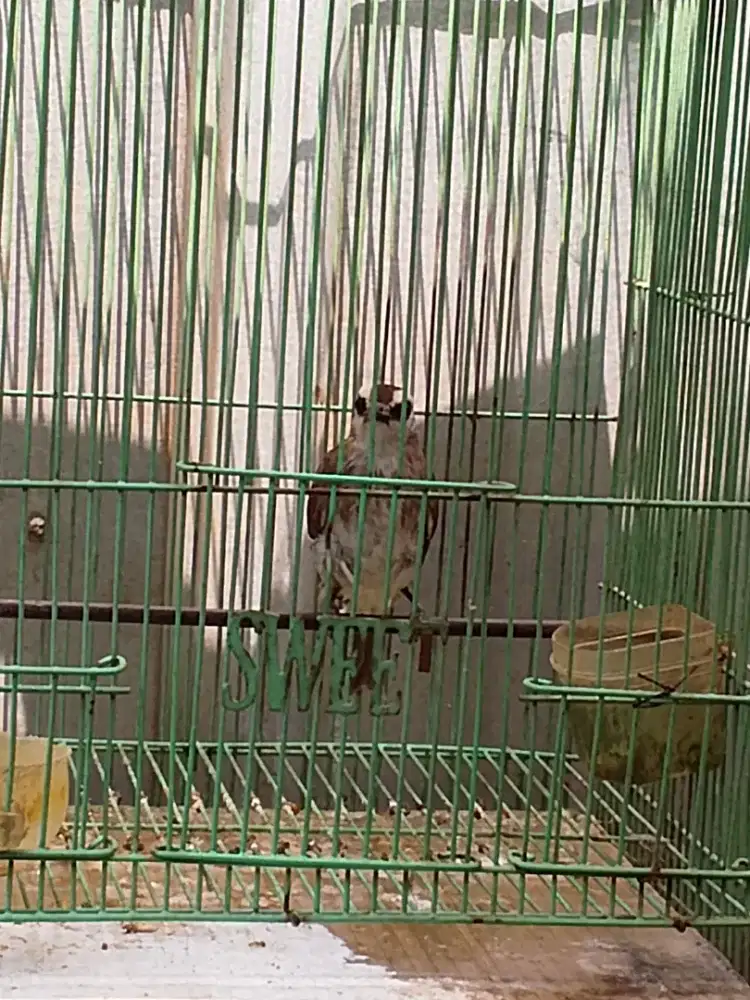 Crucukan pantat putih