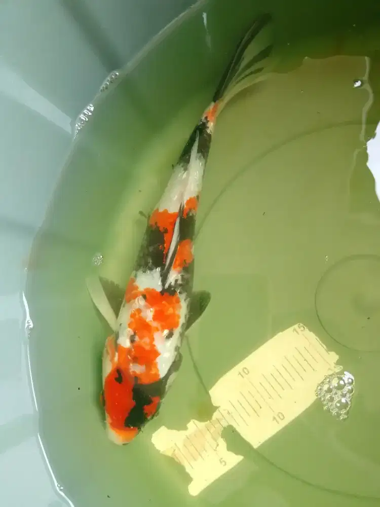 Ikan koi jenis Showa Ginrin 34cm