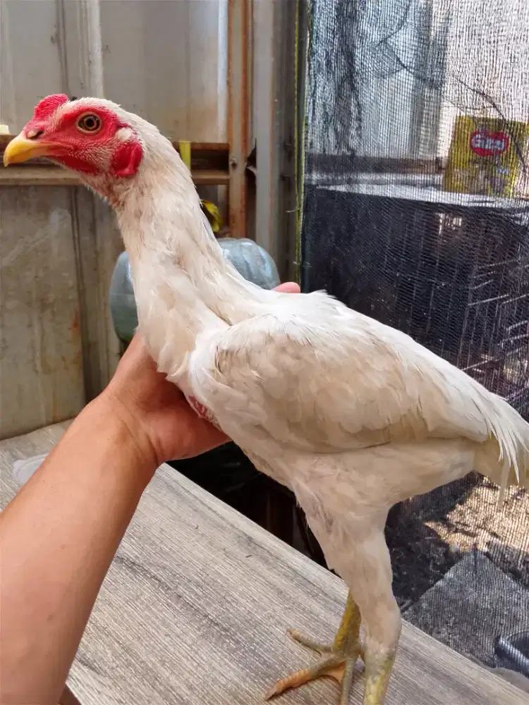 Ayam putih polos sepasang