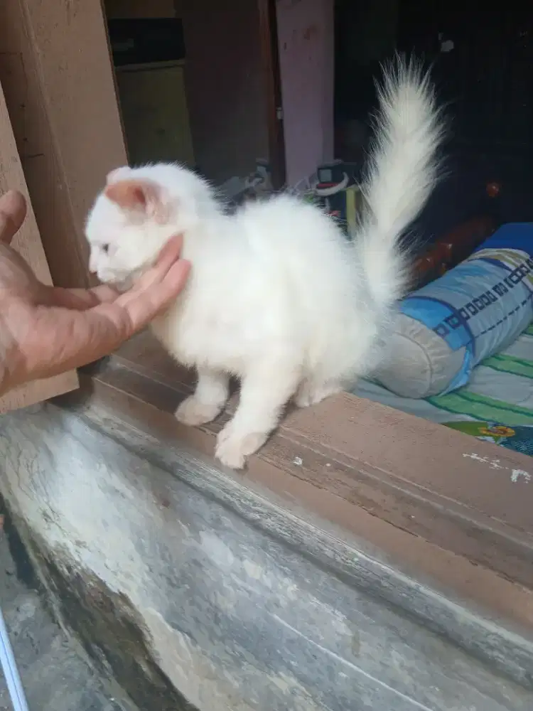 Kitten anakan persia mixdom