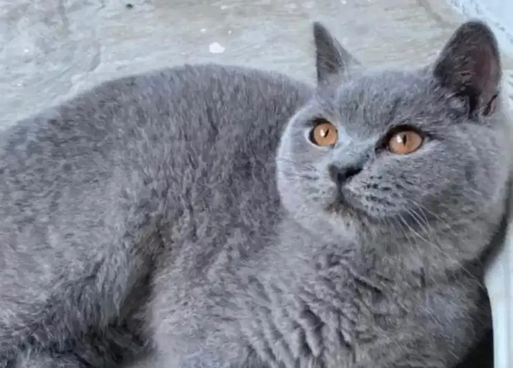 Kucing british shorthair bsh british short hait