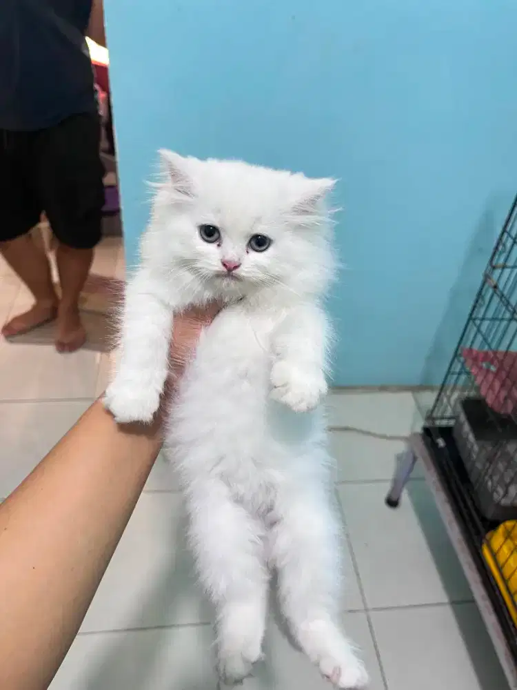 kucing kitten anakan anggora persia ragdoll himalaya mainecoon
