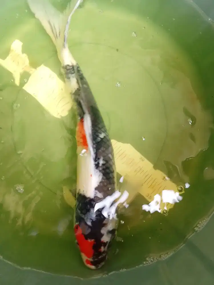 Ikan koi jenis Showa 42cm male