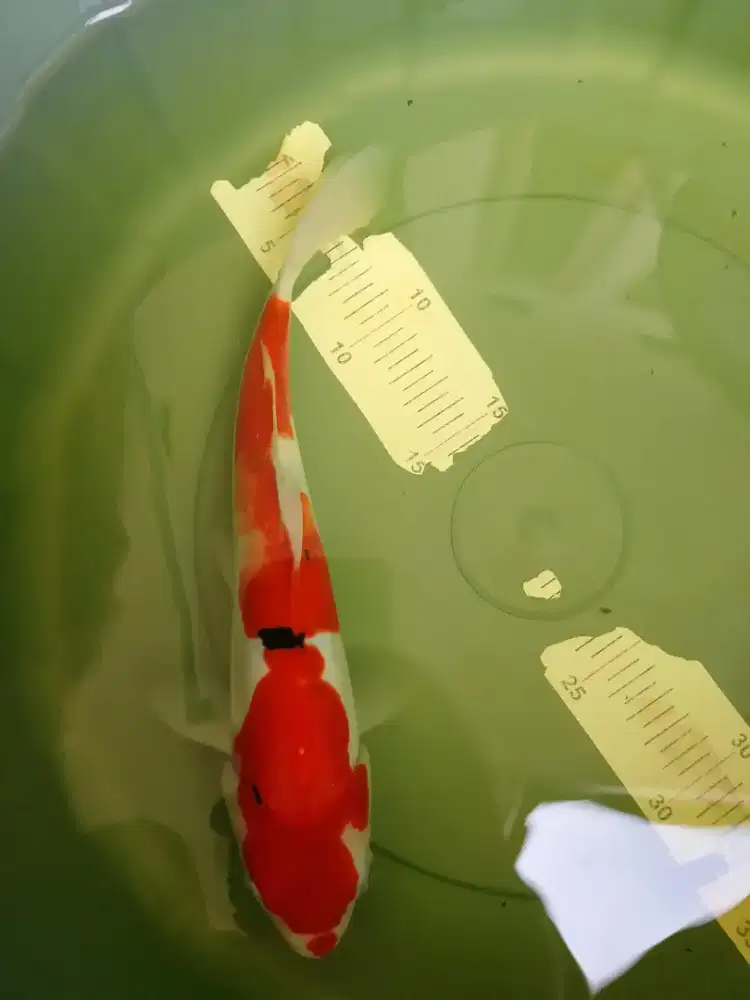 Ikan koi jenis Sanke Doitsu 27cm