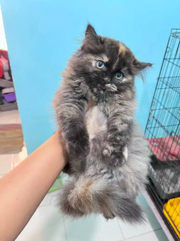 kkucing kitten anakan scottish british munchkin anggora persia ragdoll