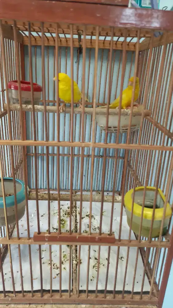 Kenari jantan dan betina
