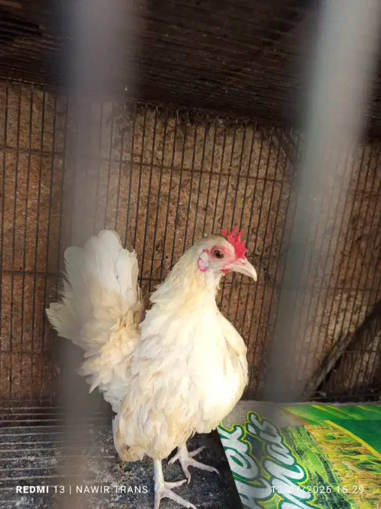 Ayam Srama betina