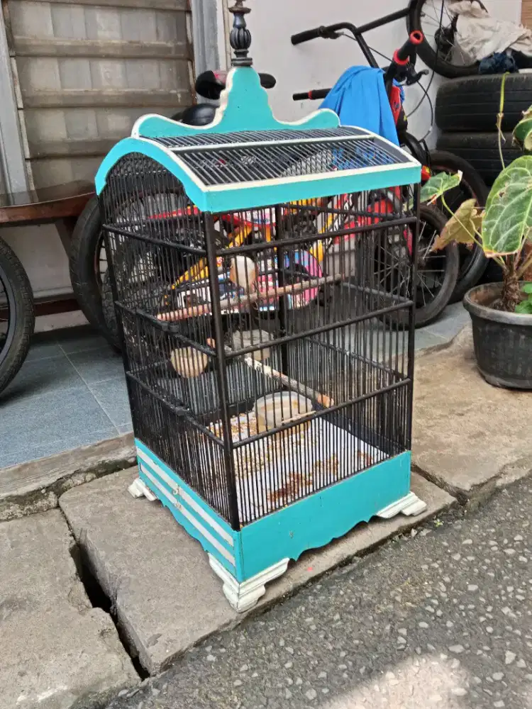 Burung Pentet Jatim Sembur