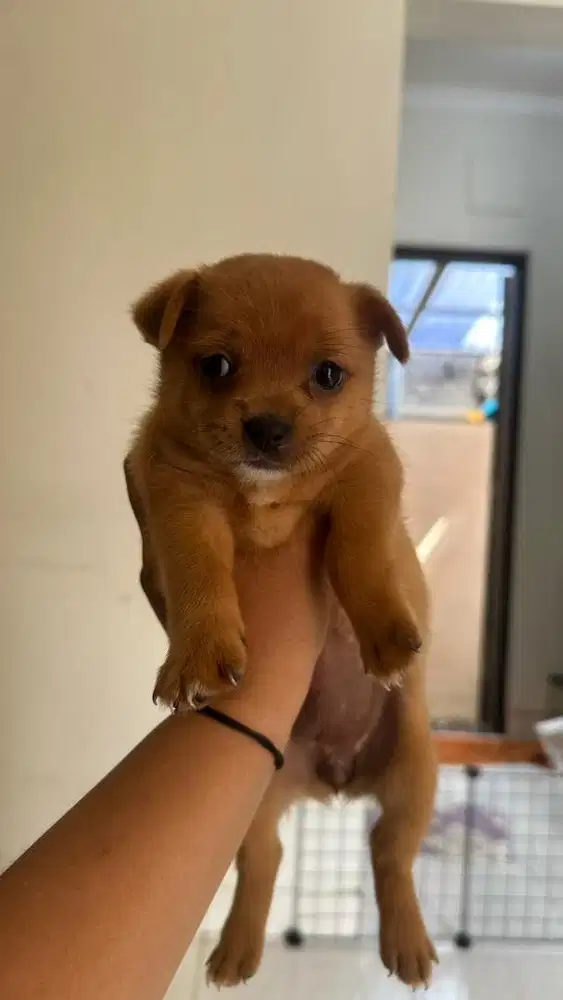 Chihuahua mix Pom