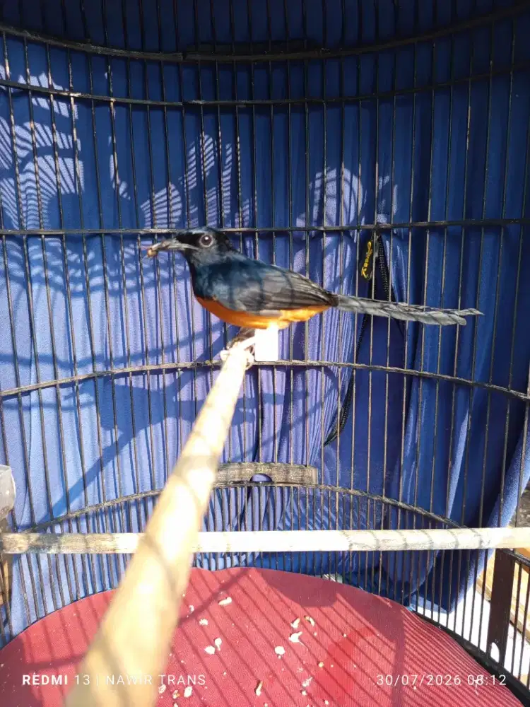 Murai Batu Medan Kaki Hitam