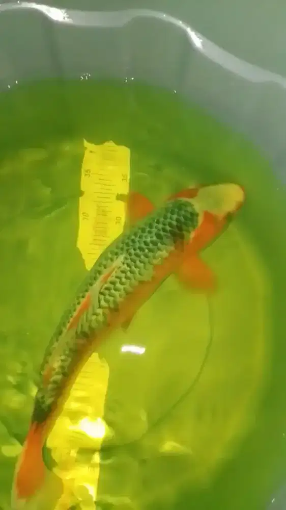 Ikan koi jenis Asagi 38cm HQ