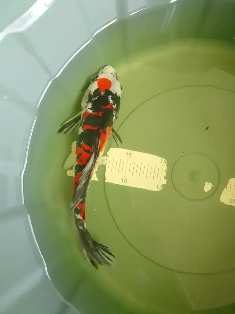 Ikan koi jenis Showa Doitsu 28cm short body