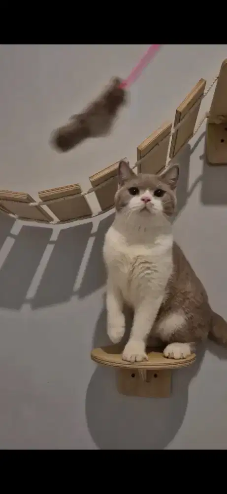 British Shorthair/ BSH Bico Lilac Jantan