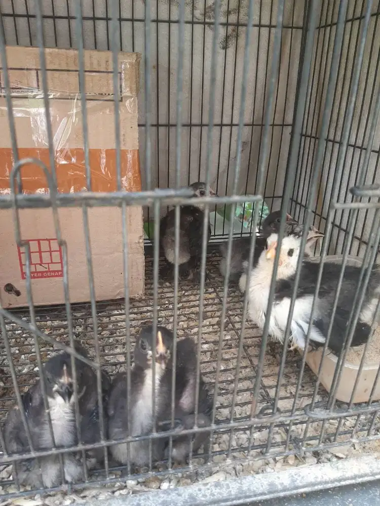 Anakan Ayam Bantam Cochin
