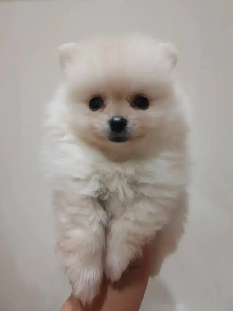 Minipom betina kosongan