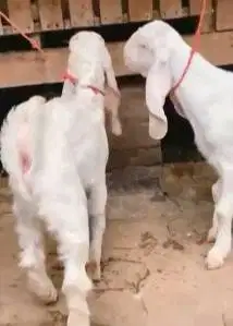 sepasang bibit anakan kambing etawa senduro 4 bln siap ternak rawatan