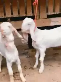 sepasang bibit anakan kambing etawa senduro 4 bln siap ternak rawatan