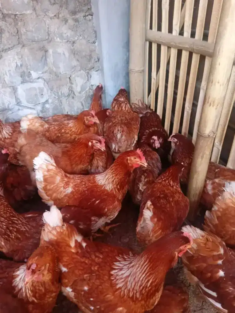 Ayam petelur siap produksi