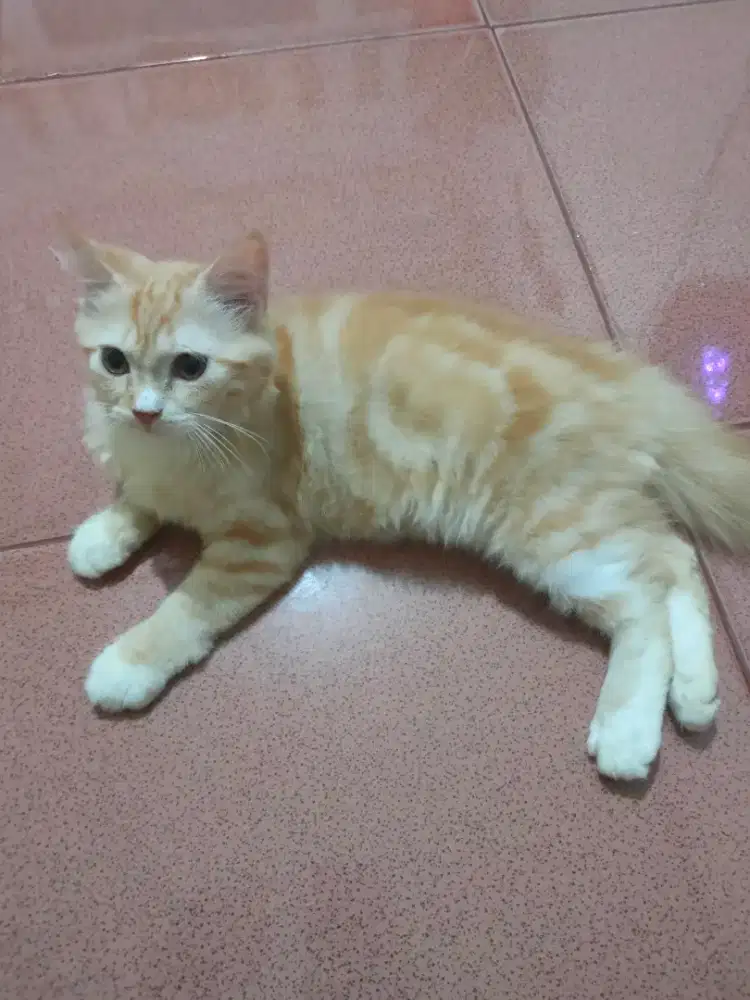 Open adop si oyen nego