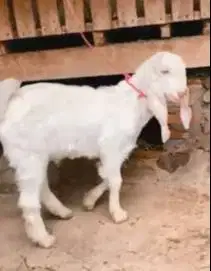 sepasang anakan bibit kambing etawa senduro 4 bln siap ternak budidaya