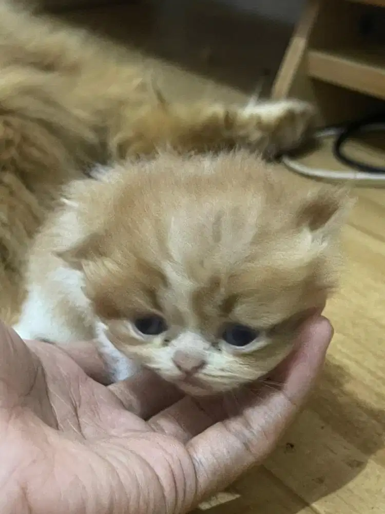 Di Jualan Kucing Anakan